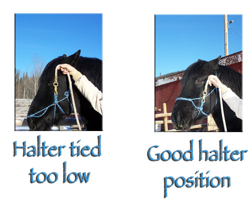 Correct Halter Positon